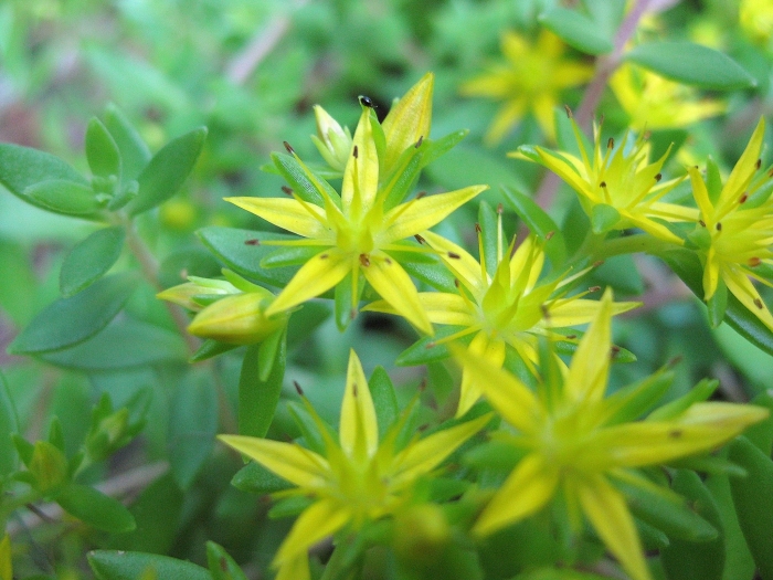 Sedum sarmentosum image