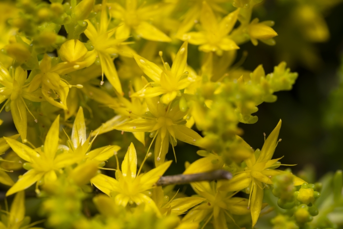 Sedum sexangulare image