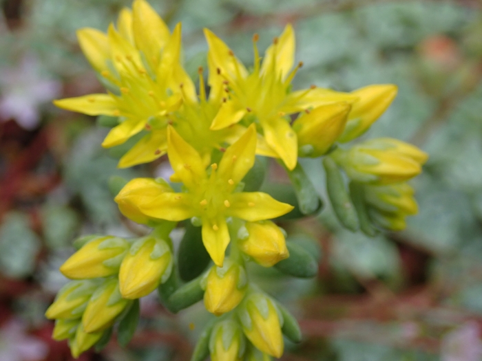 Sedum spathulifolium image