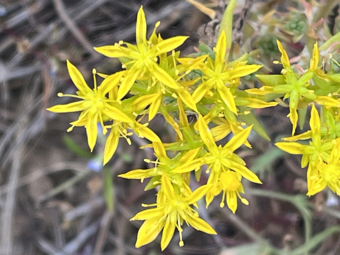 Sedum stenopetalum image