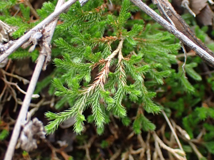 Selaginella bigelovii image
