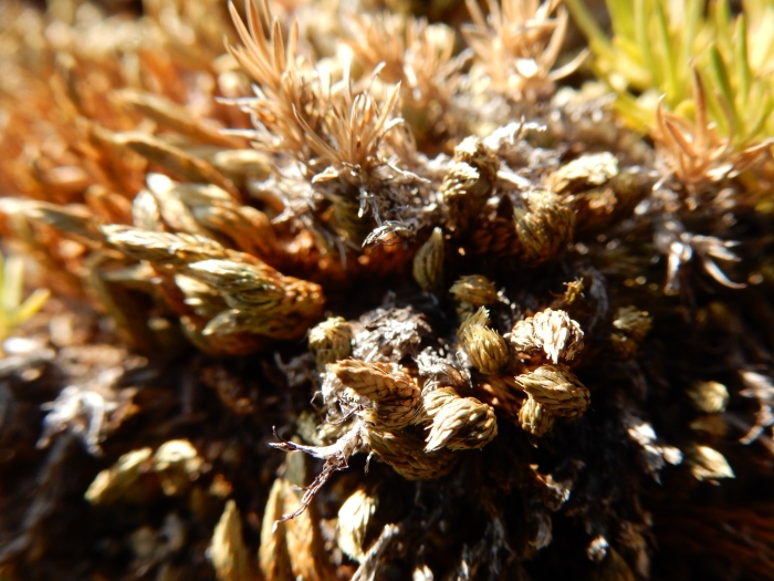 Selaginella densa image