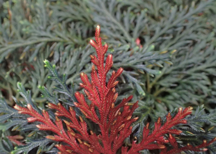 Selaginella erythropus image