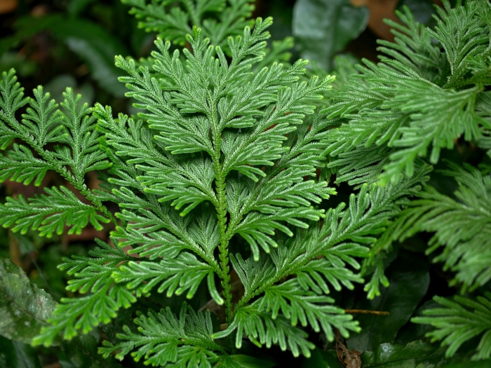 Selaginella involvens image