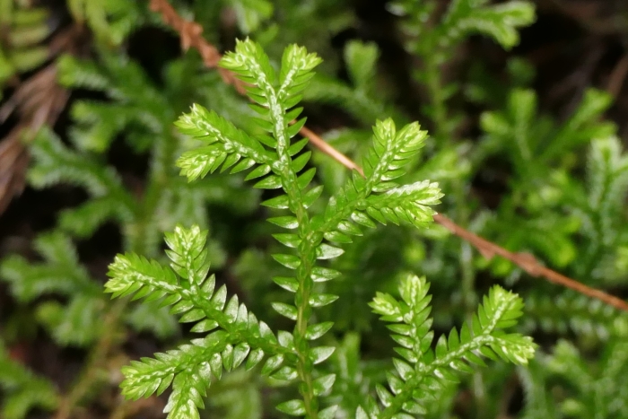 Selaginella kraussiana image