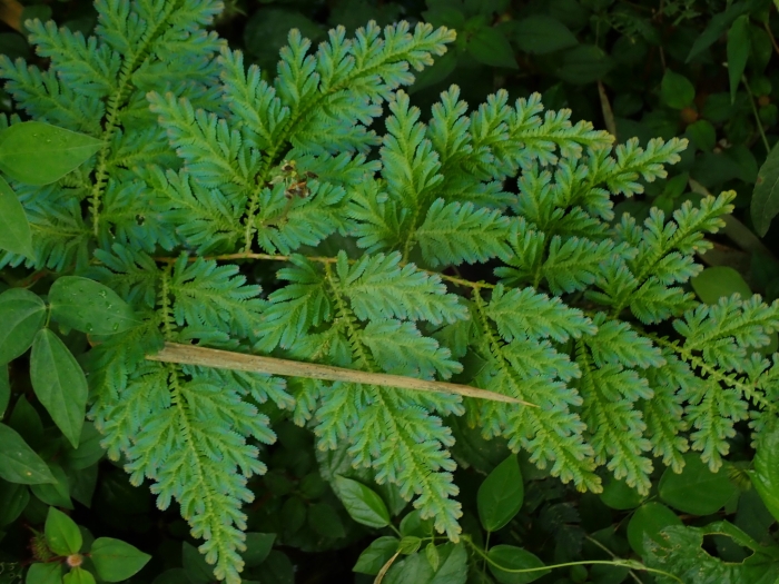 Selaginella willdenowii image