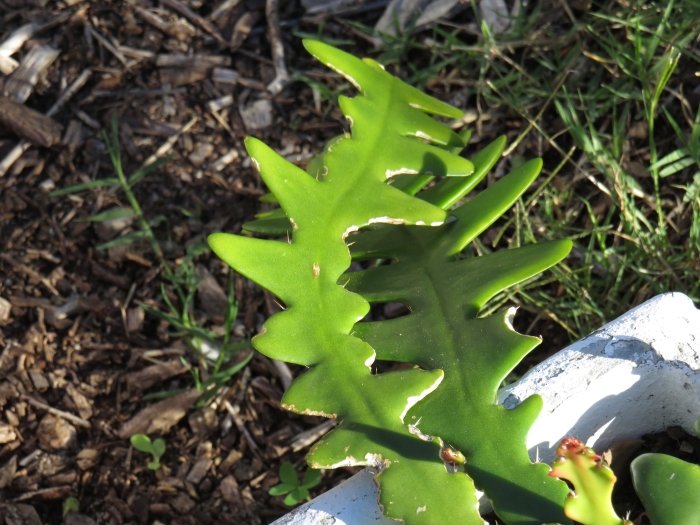 Selenicereus anthonyanus image