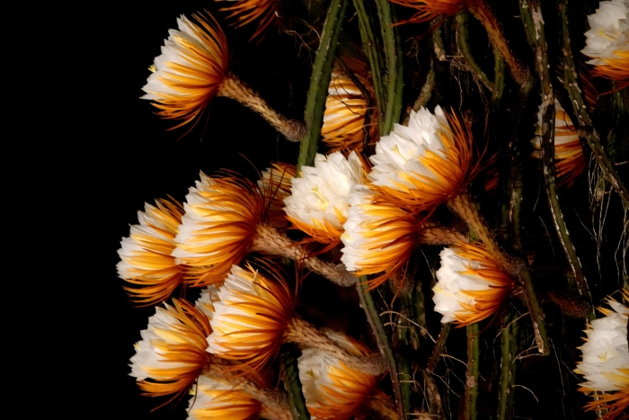 Selenicereus grandiflorus image