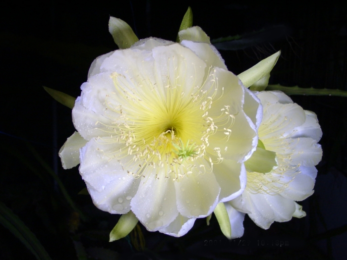 Selenicereus megalanthus image