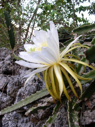 Selenicereus triangularis image