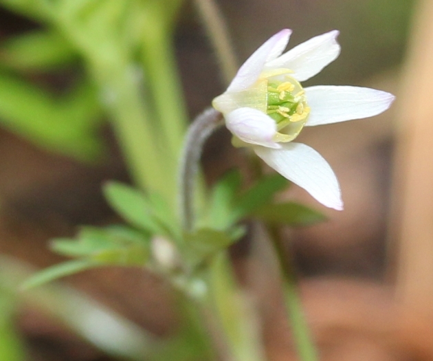 Semiaquilegia adoxoides image