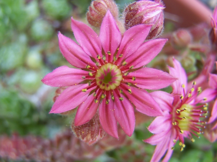 Sempervivum arachnoideum image