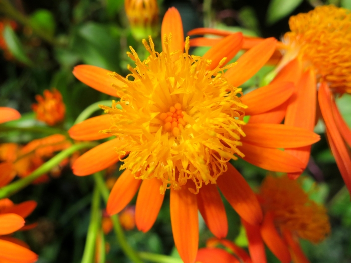 Senecio confusus image