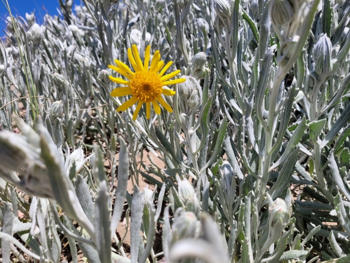 Senecio crassiflorus image