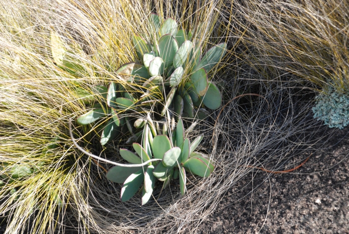 Senecio crassissimus image