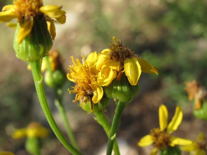 Senecio crassulus image