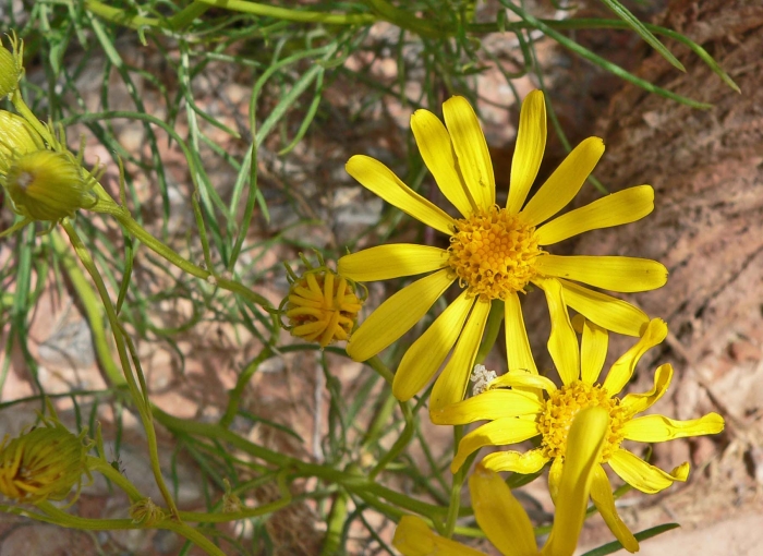 Senecio flaccidus image