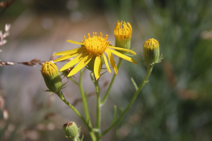 Senecio flaccidus var. douglasii image