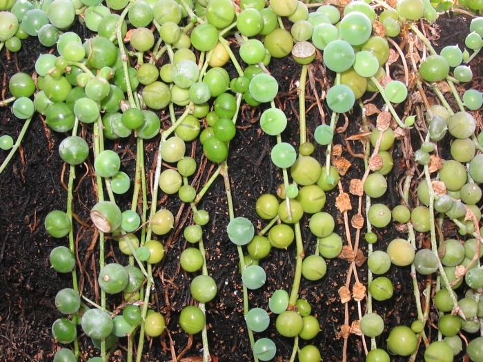 Senecio rowleyanus image