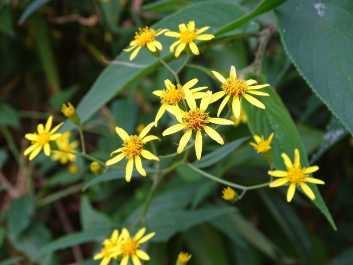 Senecio scandens image