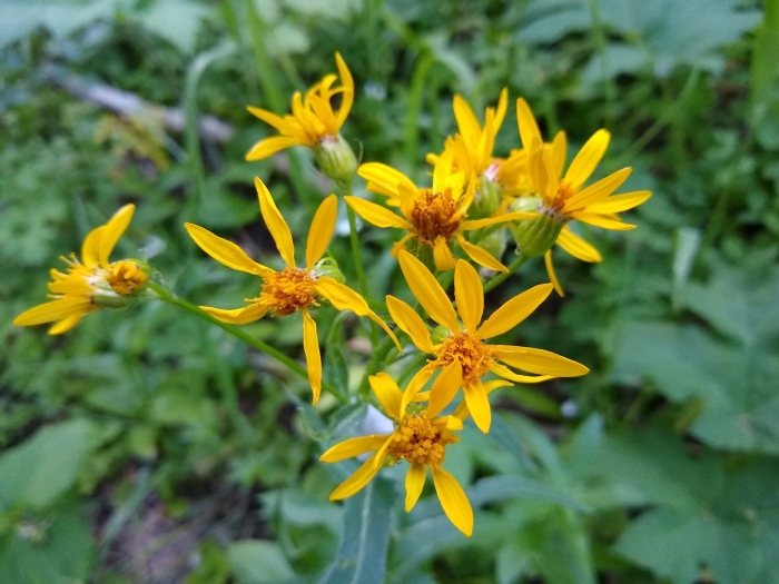 Senecio triangularis image