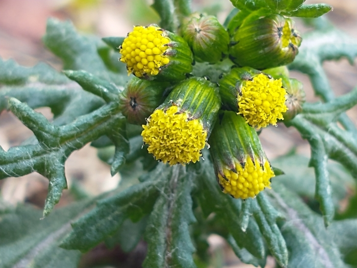 Senecio vulgaris image