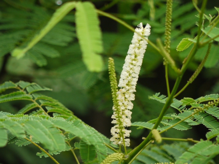 Senegalia catechu image
