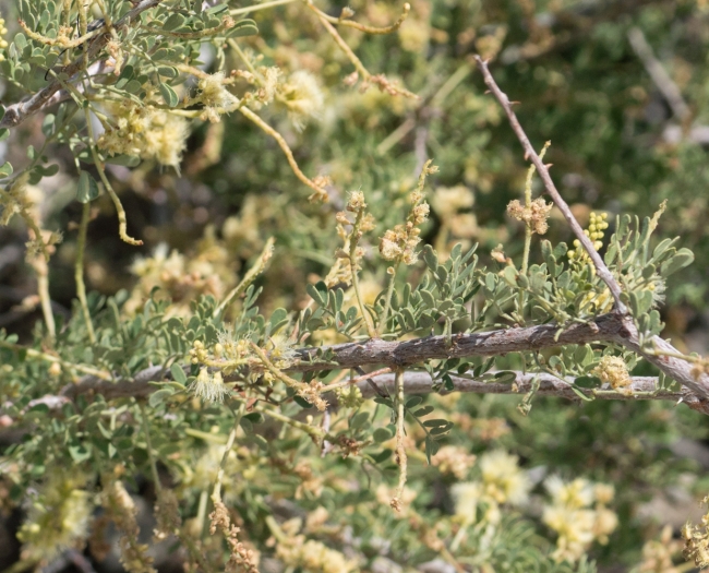 Senegalia greggii image