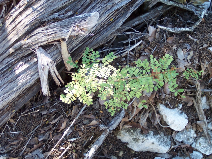 Senegalia roemeriana image