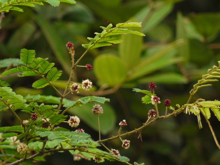 Senegalia rugata image