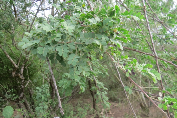 Senegalia wrightii image