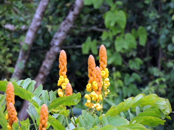 Senna alata image