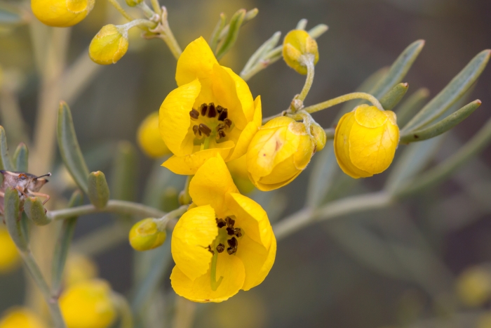Senna artemisioides image