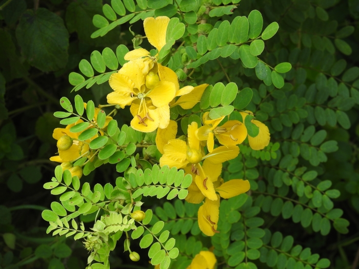 Senna auriculata image