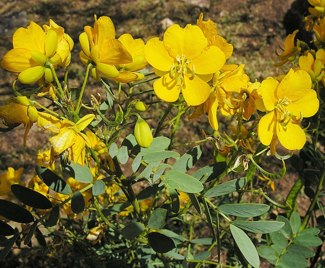 Senna candolleana image