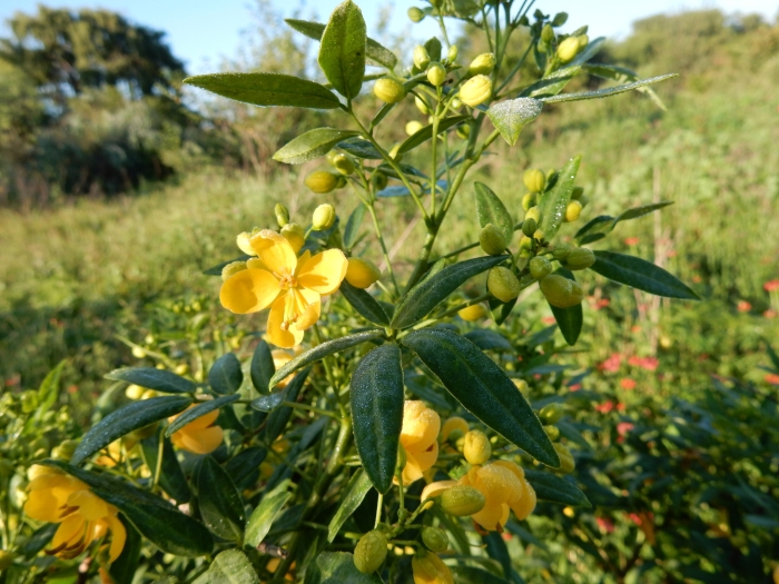 Senna corymbosa image
