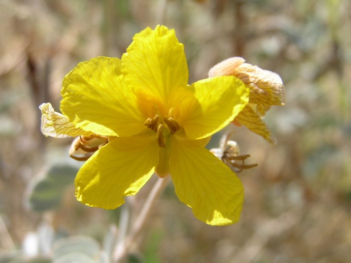 Senna covesii image