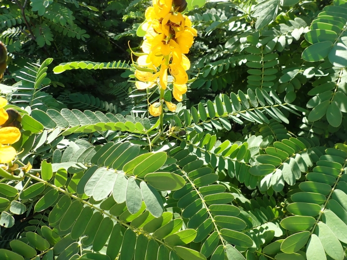 Senna didymobotrya image