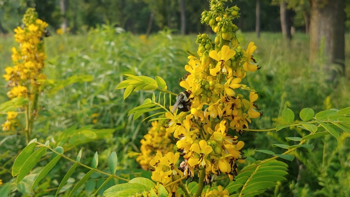 Senna hebecarpa image