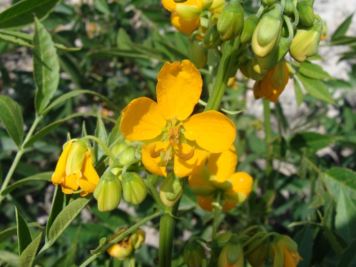 Senna hirsuta image