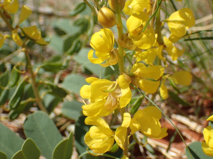 Senna italica image