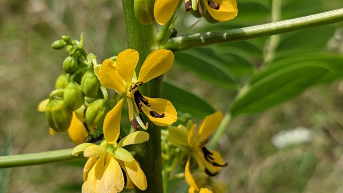 Senna marilandica image