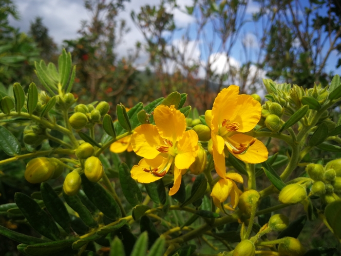 Senna multiglandulosa image