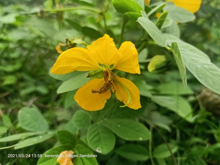Senna obtusifolia image