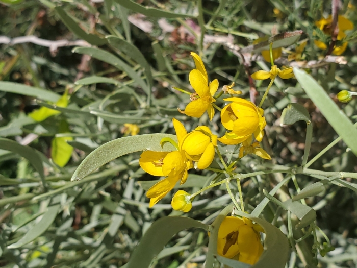 Senna phyllodinea image