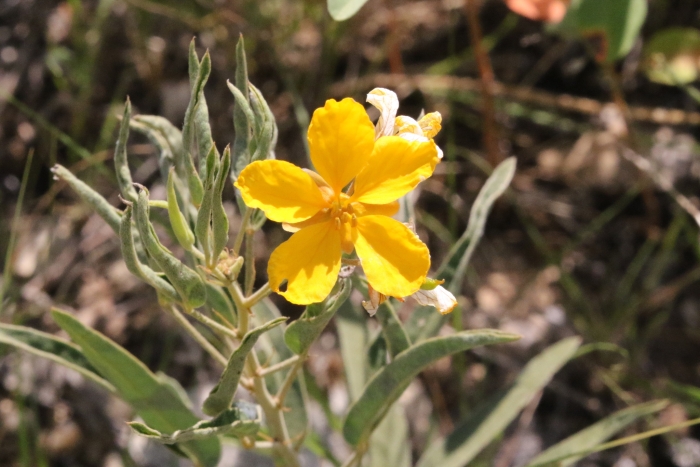 Senna roemeriana image