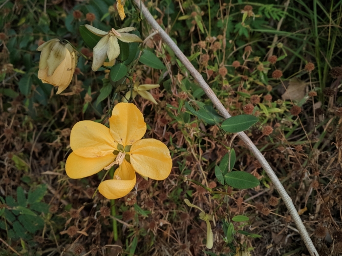 Senna splendida image