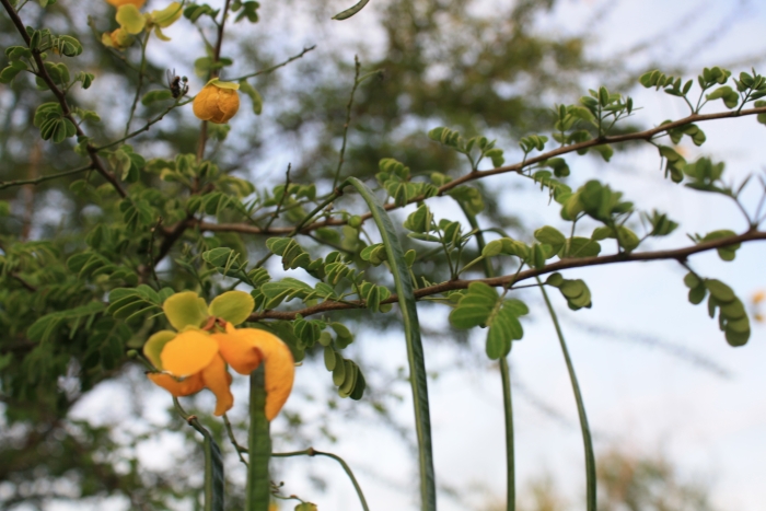 Senna wislizeni image