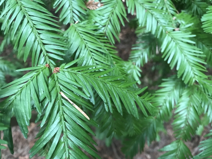 Sequoia sempervirens image