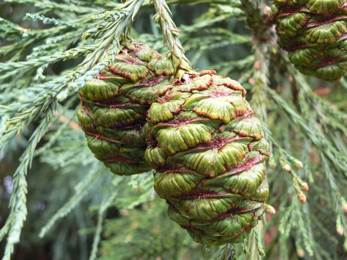 Sequoiadendron giganteum image